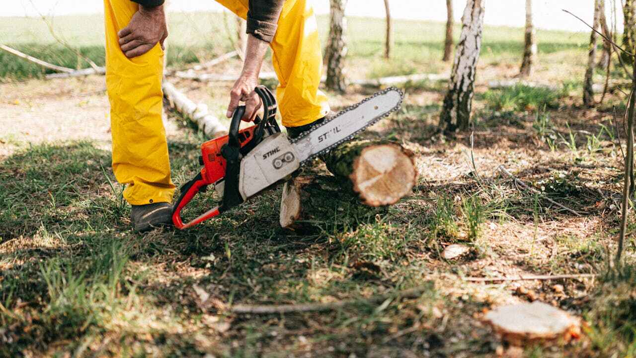 Best Tree Removal Near Me  in Monticello, GA